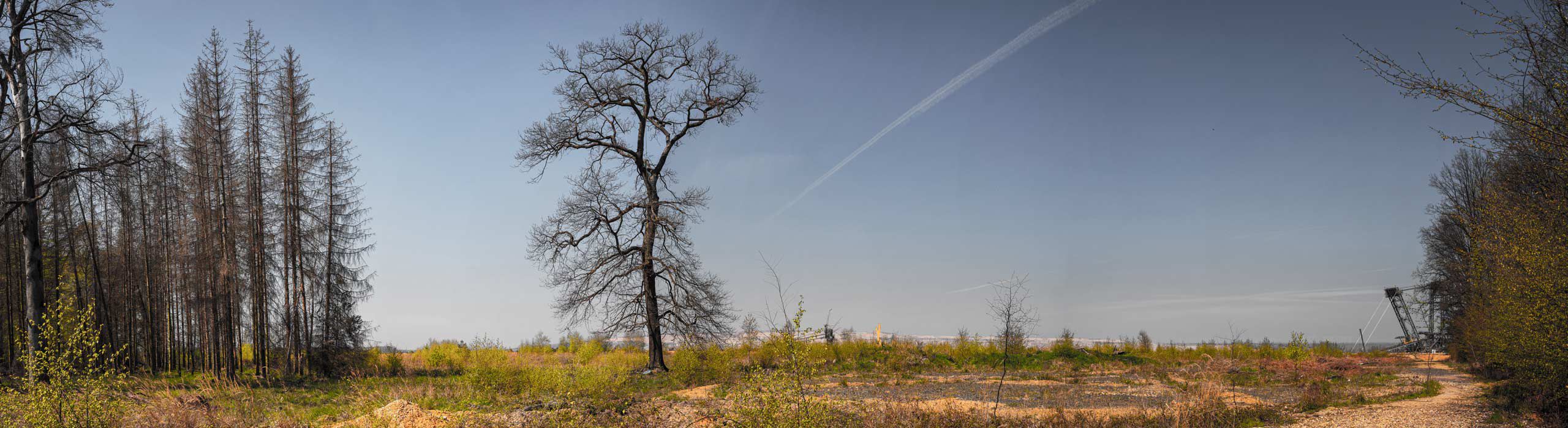 hambacherforst