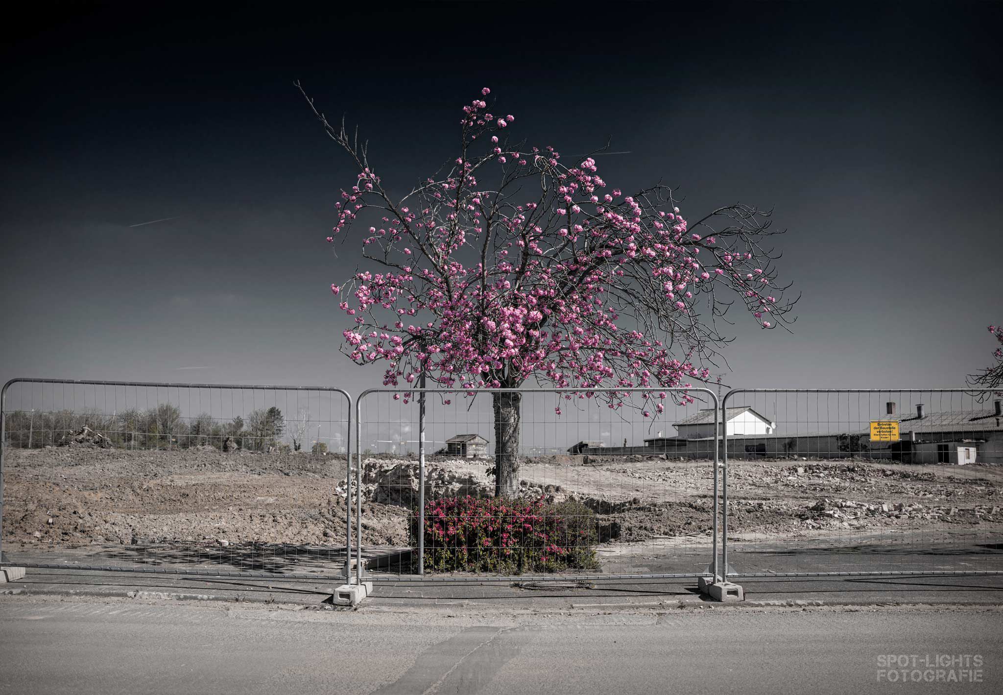Kirschbaum ohne Haus