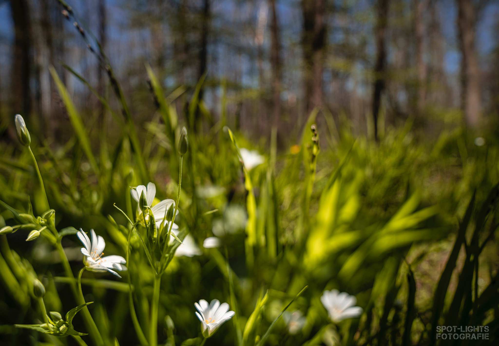 Sonneninseln im Wald