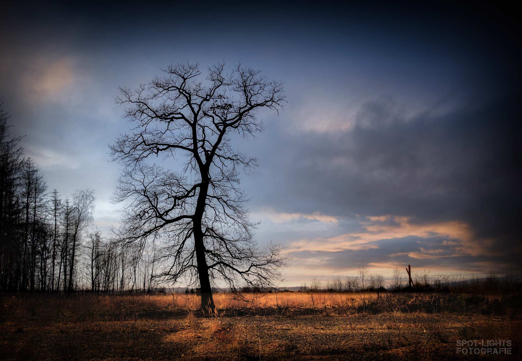 Baum dicht am Tagebau