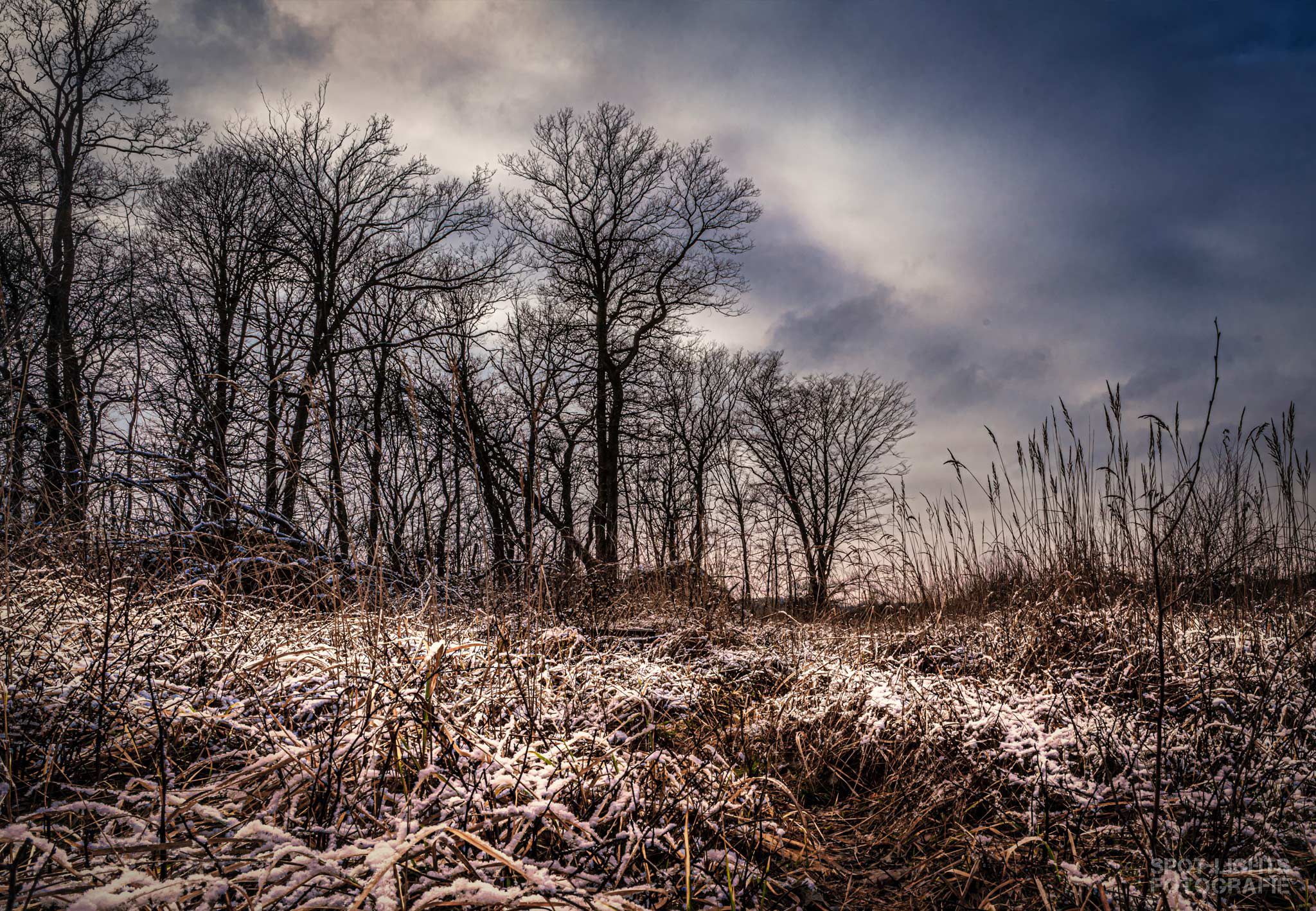 Hambacher Forst im Schnee