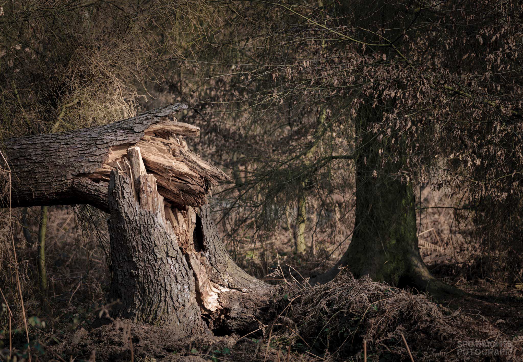 gefallener Baum im Hambacher Forst